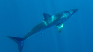 L’UE doit agir pour sauver les requins-taupes bleus menacés d’extinction par l’industrie de la pêche